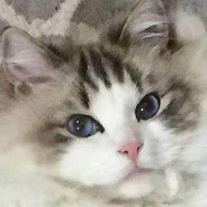 Meet your Posher, Ann